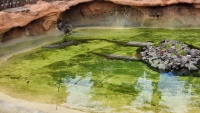 Drei Krokodile im Teich.